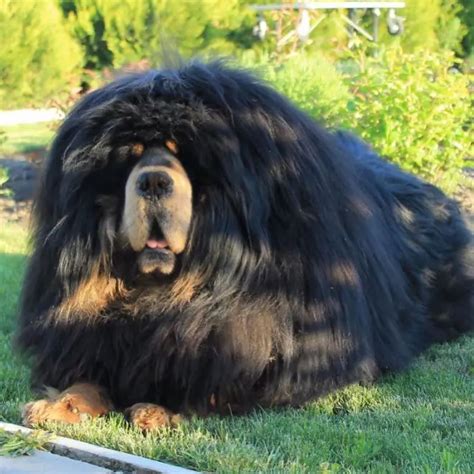 15 Pictures Only Tibetan Mastiff Owners Will Think Are Funny The Dogman