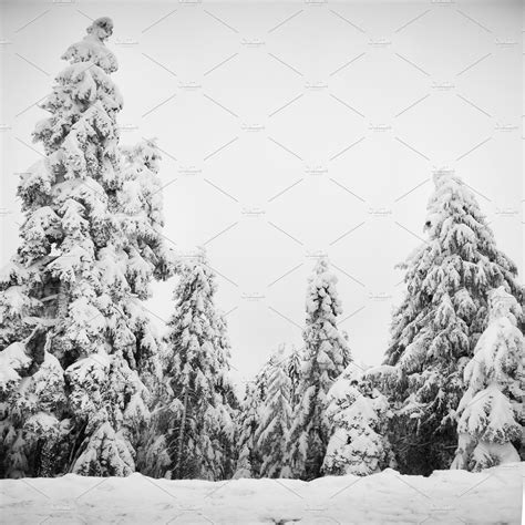 Pine Trees Covered With Snow ~ Nature Photos ~ Creative Market
