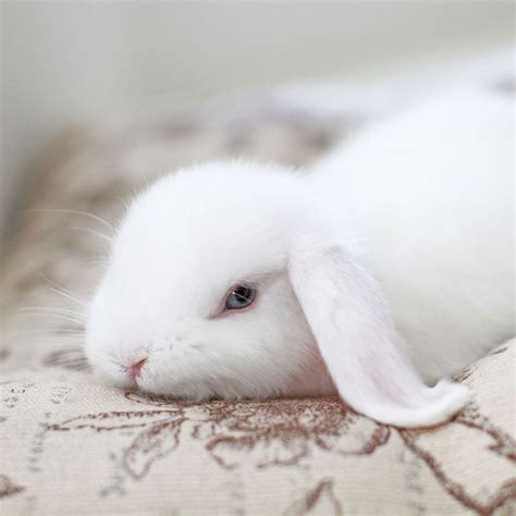 Cute Little Pet Rabbits Or Wild Does Matter Which Photo You Want To
