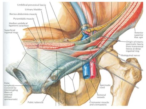 The inguinal canal is a natural hiatus in the tissues of the anterior abdominal wall and is formed by the various layers of the wall of the region of grion. Surgical anatomy of the inguinal canal
