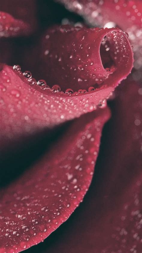 Red Rose Close Up Dew Drops Iphone 8 Wallpapers Free Download