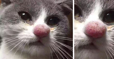 1mo · tgrote555 · r/fuckwasps. 37 Cats Who Got Stung By Bees And Wasps | Bored Panda