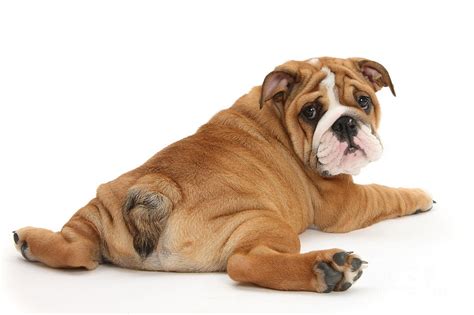 However, this is one aspect of. Tips on How to Handle Bulldog Tail Pocket Infection ...