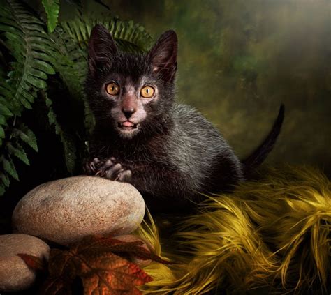 48 Best Werewolf Cat Images On Pinterest Werewolf Cat Werewolves And