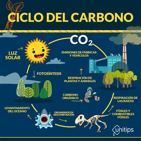 Ciclo Del Carbono Explicacion