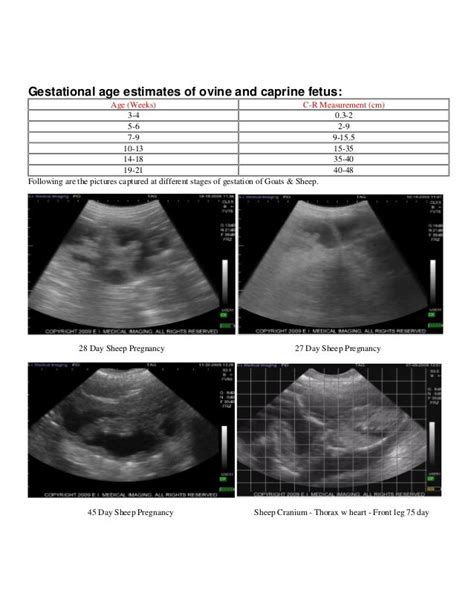 Pregnancy Diagnose Through Ultrasound X Ray In Veterinary Field