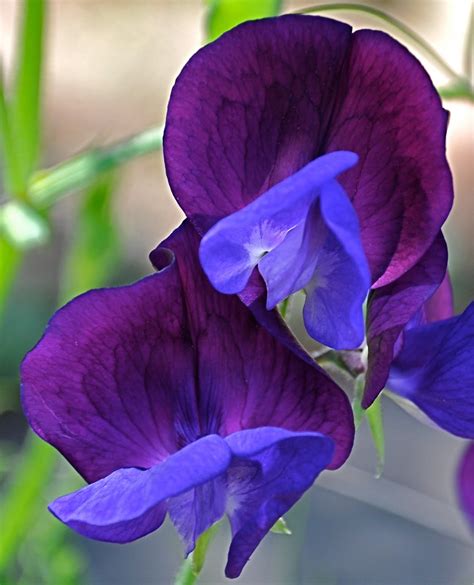 Purple flowers on the grasses. Super Select Purple-Red - Full Pot of Flowers