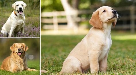 21 Most Popular Labrador Retriever Mix Dog Breeds Pethelpful