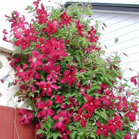 Esistono rampicanti con fiori o rampicanti sempreverdi. Utensili per il giardinaggio 50pcs raro Clematide ...