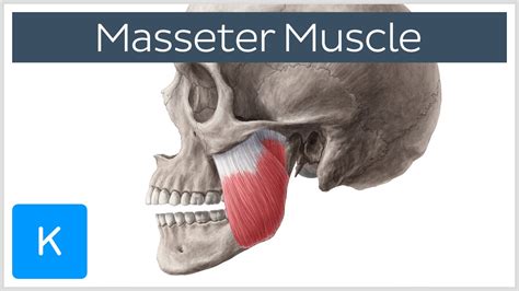 Masseter Muscle Origin Insertion Innervation And Function Anatomy