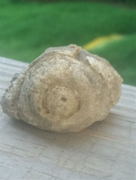 Native American Artifacts Stone Snail Effigy Native American