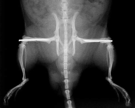 Bilateral rodent femur fractures with intramedullary nails ...