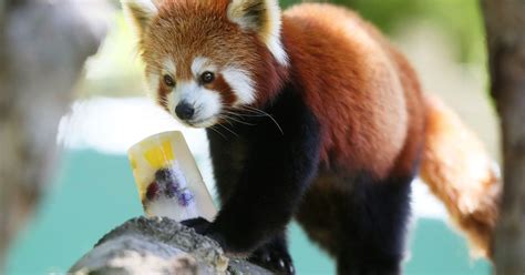 Police Appeal For Help After Red Panda Escapes From Belfast Zoo