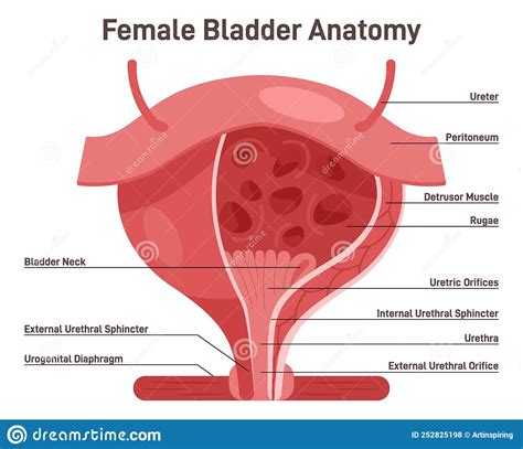 Female Bladder Anatomy Healthy Internal Organ With Urethra Vector