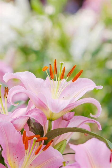Beautiful Pink Lily Flowers Stock Photo Image Of Nature Freshness