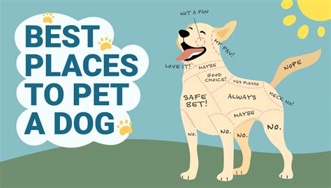 The 10 Best Places To Pet A Dog With Pictures Pet Keen