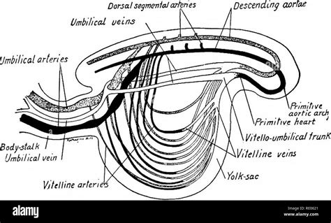 Un Manuale Di Laboratorio E Libro Di Testo Di Embriologia