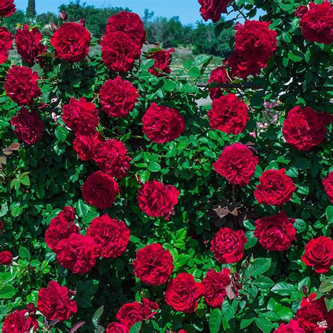 Red Climbing Roses Lady In Red™ Climbing Rose — Green Acres Nursery