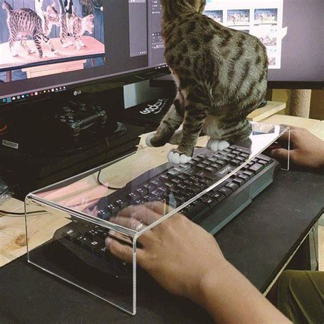10613150 Why Are Cats So Obsessed With Your Keyboard Anyway