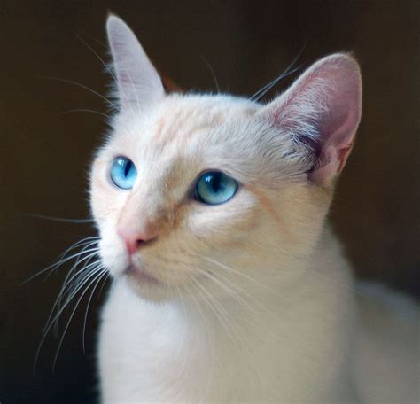 45 Best Pictures Siamese Cat Adoption Philadelphia Siamese Cats For