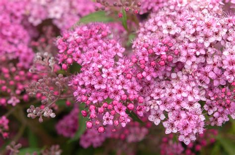 How To Grow And Care For Spirea Shrubs In 2021 Spirea Shrub Spirea