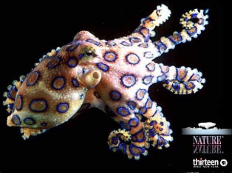 3840x2160px 4k Free Download Blue Ringed Octopus Australia Large