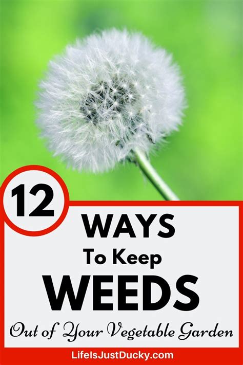 12 Best Ways To Get Rid Of Weeds In Your Garden Naturally Life Is
