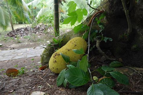 How To Grow A Jackfruit Seed Storables