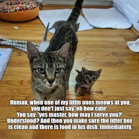 Yes Mistress How May I Serve You Funny Cat Pictures Funny Animals