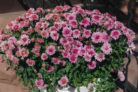 Hardy Chrysanthemums Garden Mums Plant Care And Growing Guide