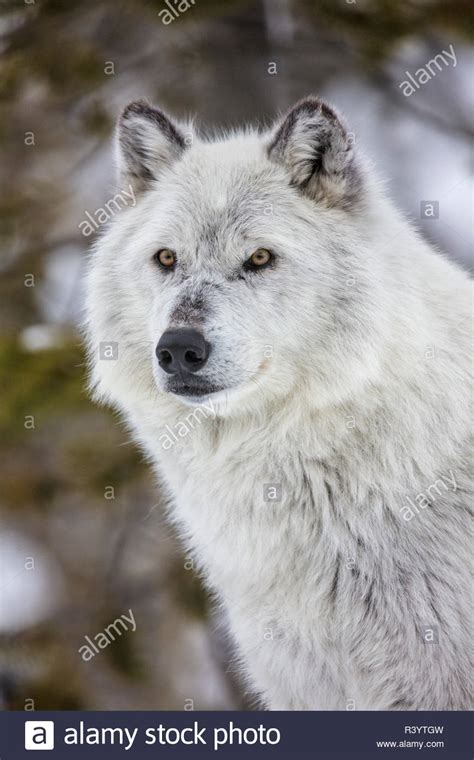 Captive Gray Wolf Portrait At The Grizzly And Wolf Discovery Center In
