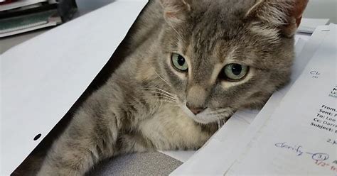 Office Kitty Who Likes To Use Our Work Papers As Her Pillow And Blanket Album On Imgur