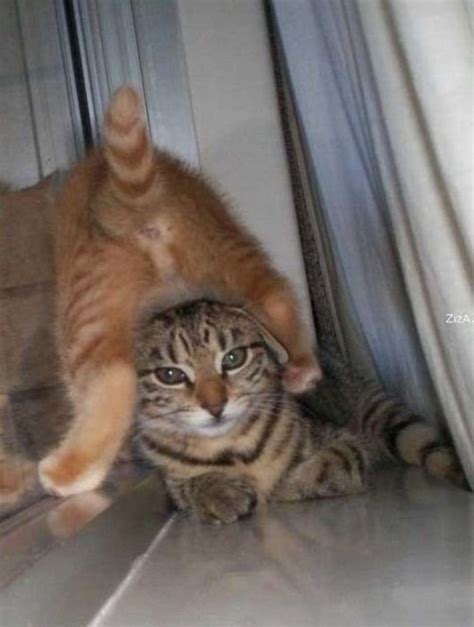 Funny Cat Very Funny Photos Images 2012 Funny And Cute