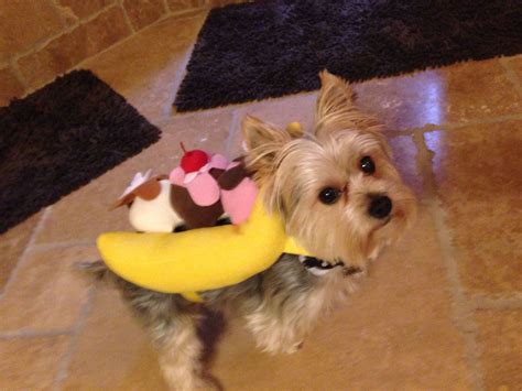 Morkie Dog Banana Split Sundae Costume Fall And Halloween Pinterest