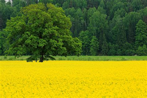 Yellow Nature Wallpapers Wallpaper Cave