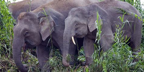 Guide To Borneo Pygmy Elephants Etg Blog