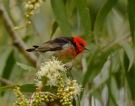 Scarlet Honeyeater My Favorite Honeyeater At The Moment T Flickr