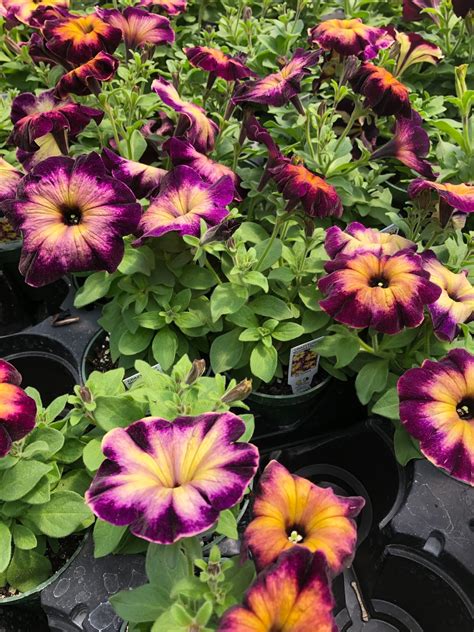 To tackle the first part of the question, petunias can live for 2 or 3 years but generally behave as annuals because they can't survive the freezing temperatures of the. I Might Be Hoarding Petunias