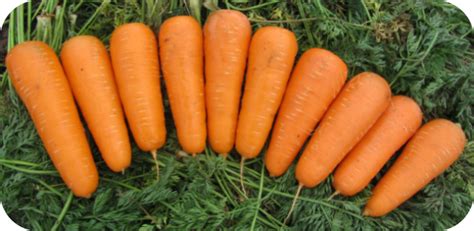 7 Most Famous Types And Varieties Of Carrots