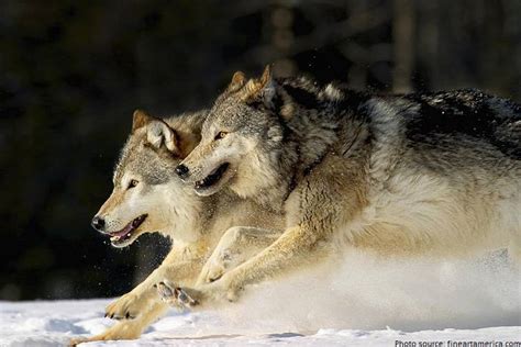 Interesting Facts About Gray Wolves Just Fun Facts