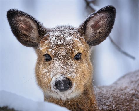 Deer In Snow Wallpaper Wallpapersafari