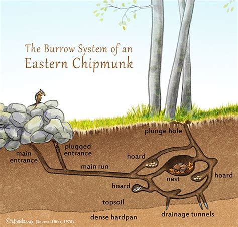 What pesticides does orkin use? Digital illustration of a chipmunk's burrow. Tunnels, nest ...
