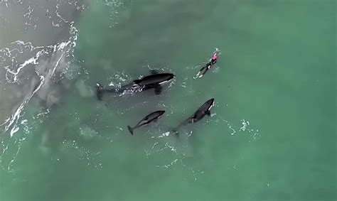 Incredible Footage Shows Orcas Playing With Swimmer In The Wild Watch