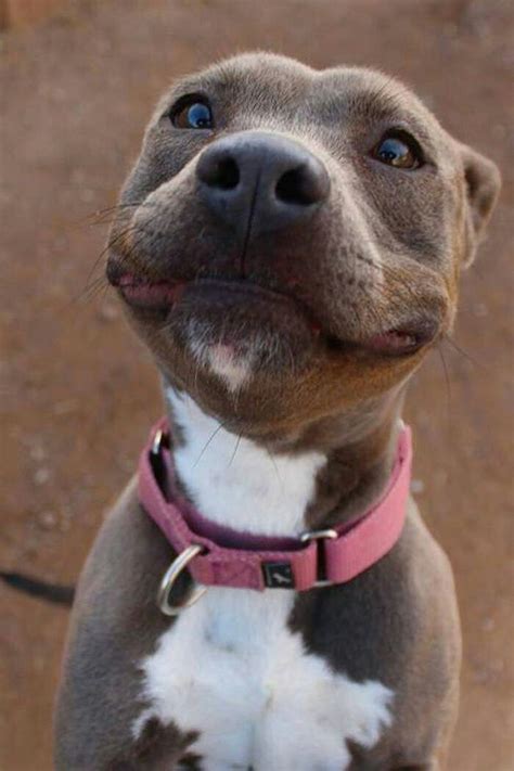 We did not find results for: Happy Doggie! | Glückliche hunde, Süße tiere, Hunde