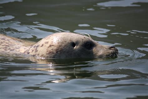 Free Images Sea Water Wildlife Fauna Seals Vertebrate Harbor