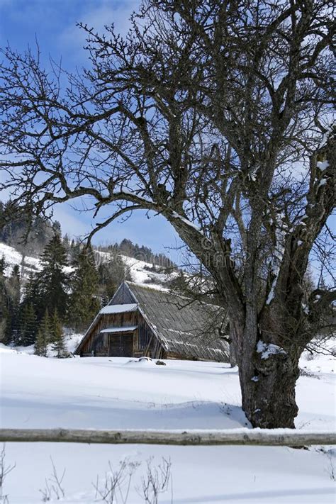 Old Wooden Barn In Winter Mountains Scenery Stock Photo Image Of
