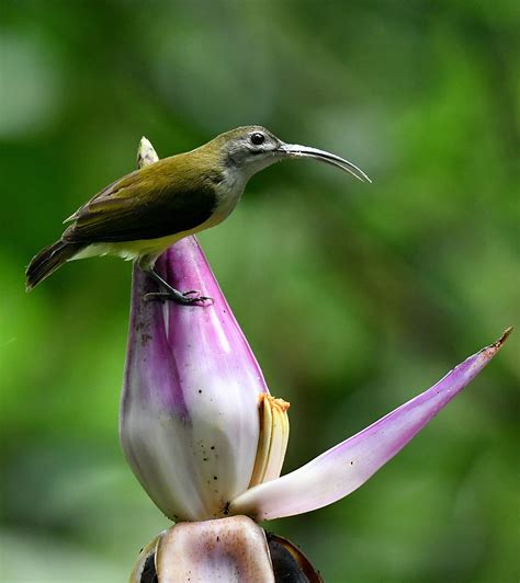 The forest is under the management of the melaka forestry department. The Life Journey in Photography: Little Spiderhunter ...