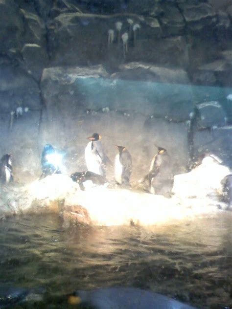 Penguins The Pittsburgh Zoo And Ppg Aquarium Pittsburgh Zoo Ppg Zoo