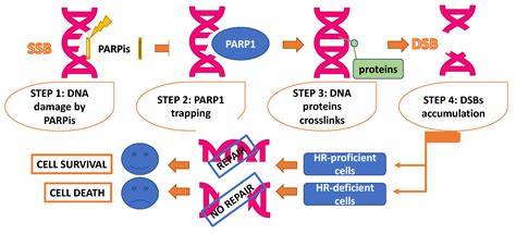 Cancers Free Full Text Parp Inhibitors Resistance Mechanisms And