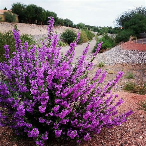Purple Flowers Are Blooming In The Desert
